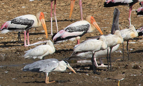 Spponbill, Spotbilled Pelican and Painted Stork